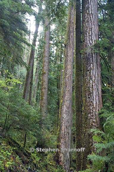 opal creek forest 4 graphic